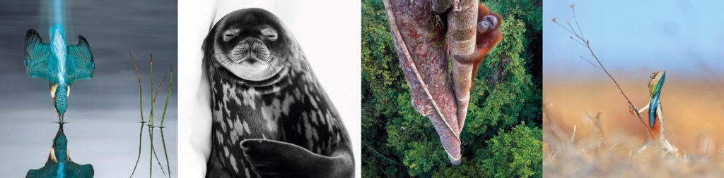 Museums & Galleries launches Wildlife Photographer of the Year greeting cards